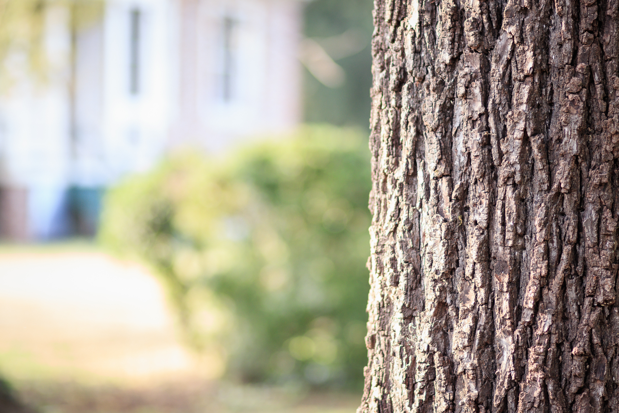 What Is A BS5837 Tree Survey What Is A BS5837 Tree Survey